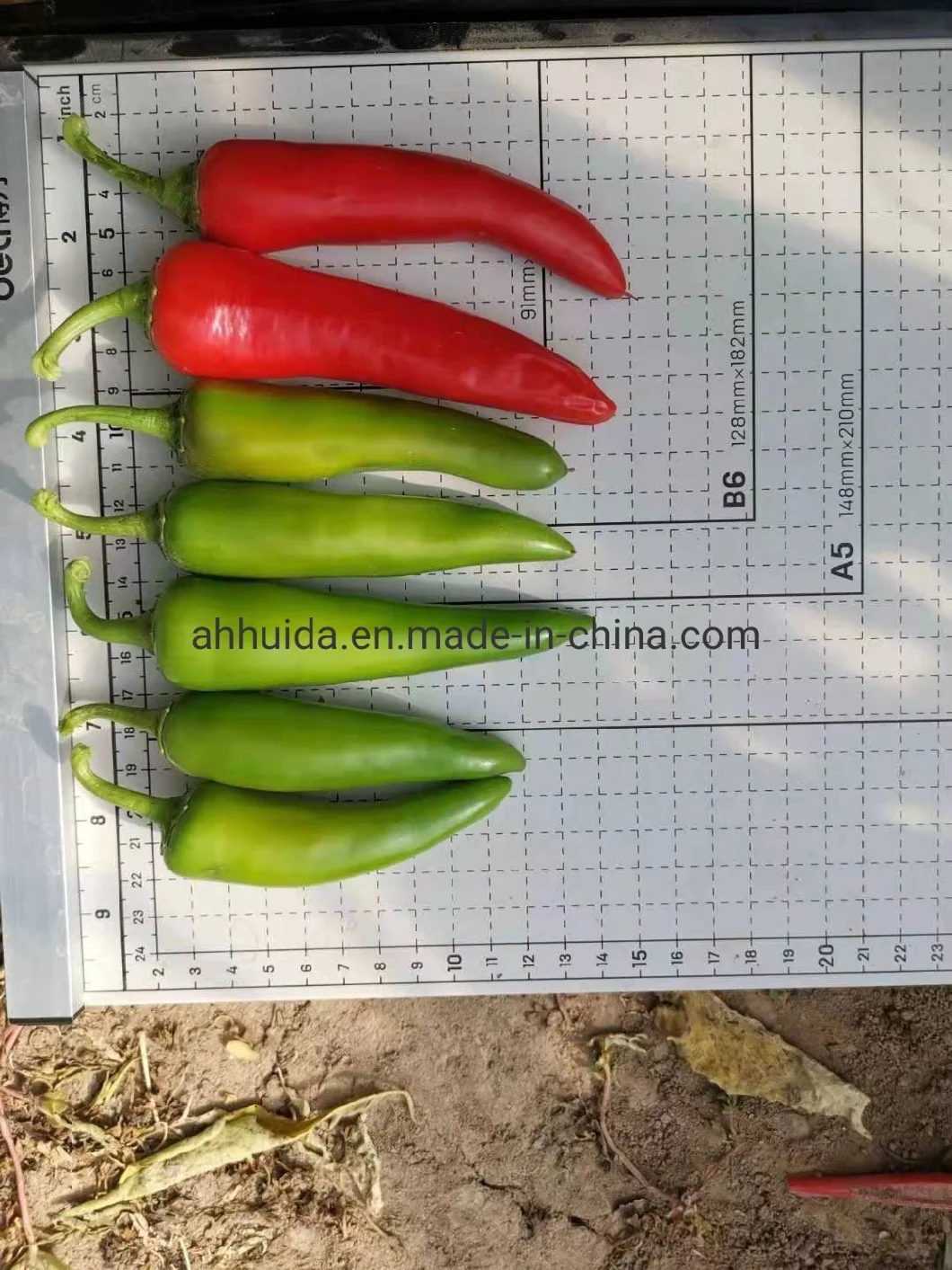 HD Triangle Shape Small Size Green Chili Pepper/Capsicum Seeds1