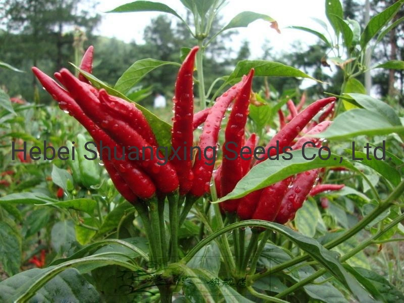 Summer Hybrid Chilli Seeds Vegetable Seeds for Sowing