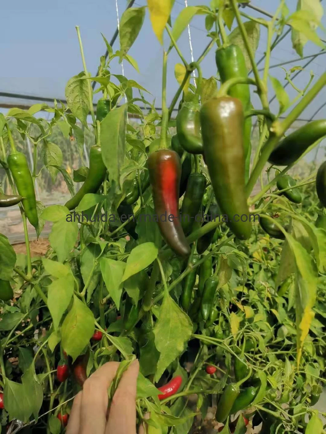 HD Triangle Shape Small Size Green Chili Pepper/Capsicum Seeds1