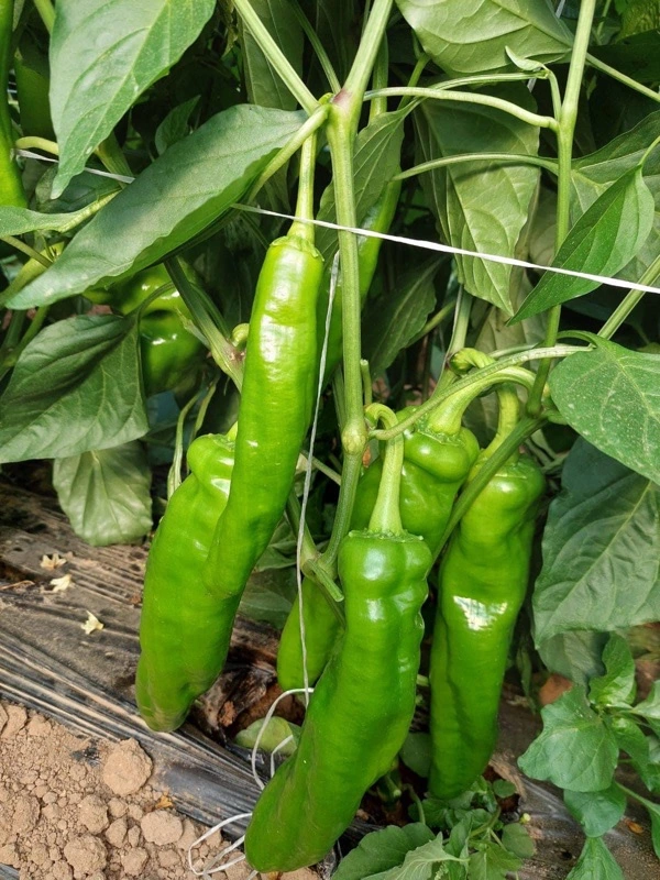 Suntoday Chierston Type Hot Chilli Seeds