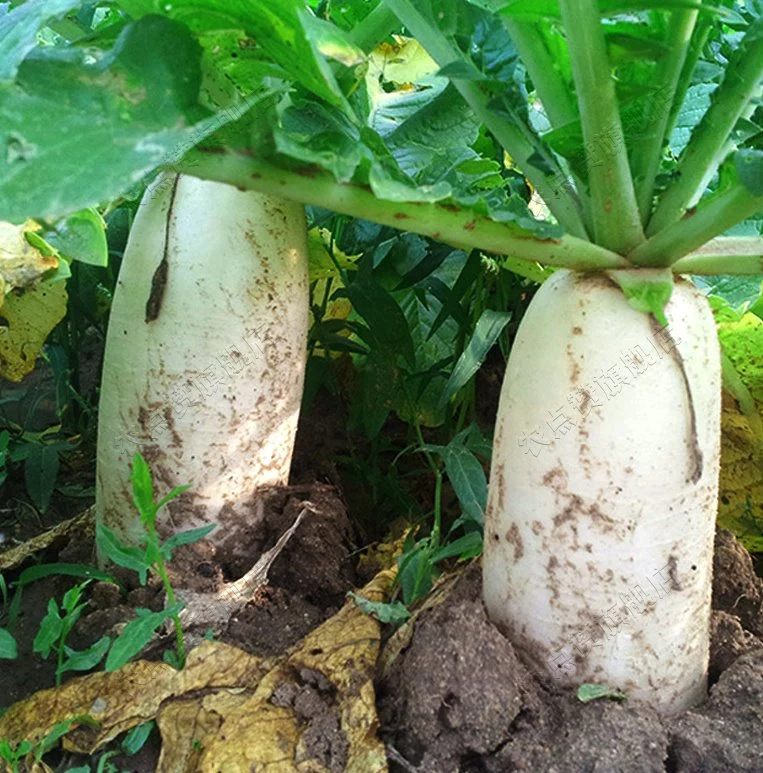 High-Quality Cold-Resistant Delicious White Radish Seeds