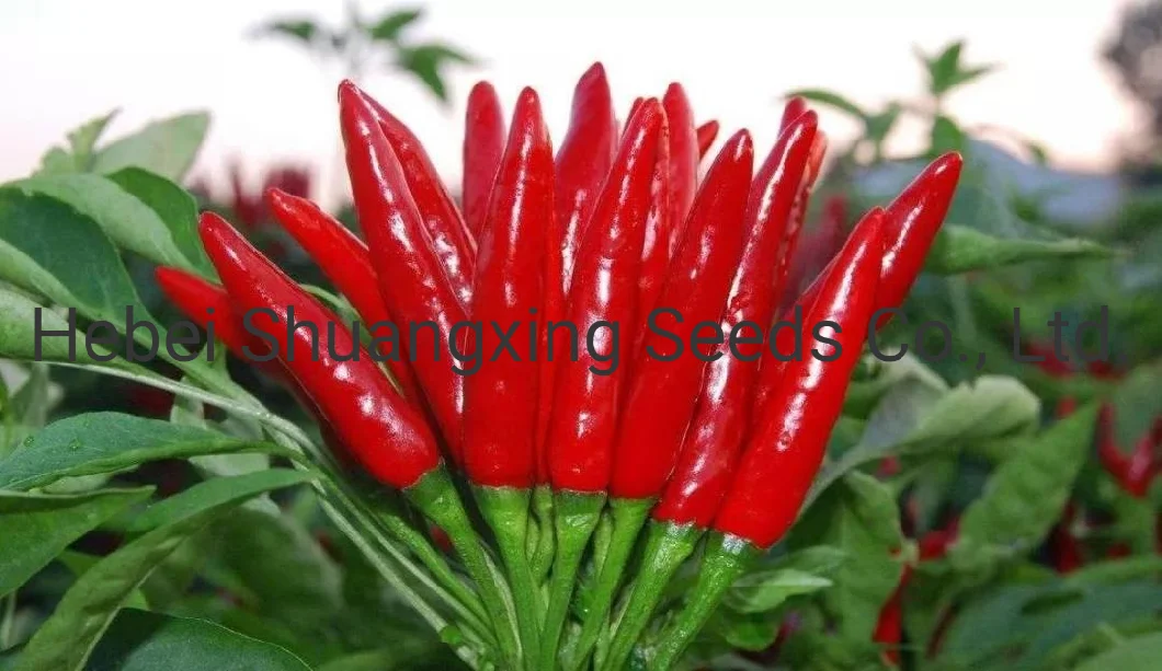 Summer Hybrid Chilli Seeds Vegetable Seeds for Sowing