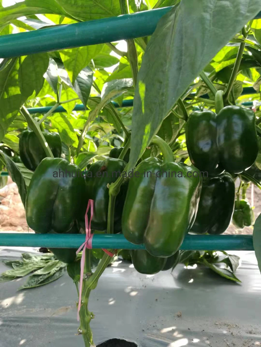 HD Capsicum Dark Green Thick Flesh Sweet Pepper Seeds