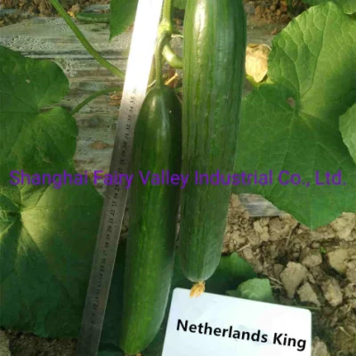 30-35cm 길이의 성장을 위한 고밀도 중국 잡종 F1 오이 씨앗 네덜란드