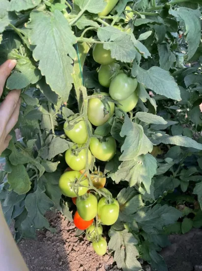 대형 타원형 결정형 하이브리드 토마토 씨앗, 파종용 야채 씨앗