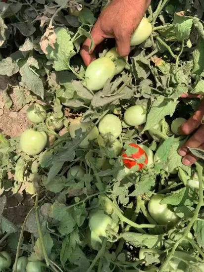 Df12 큰 크기 타원형 결정적인 하이브리드 토마토 씨앗 뜨거운 판매를 위한 야채 씨앗