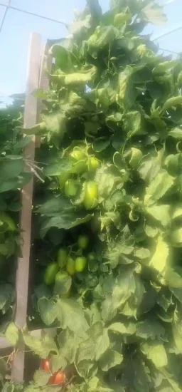 야채 과일 불확정 타원형 토마토 씨앗