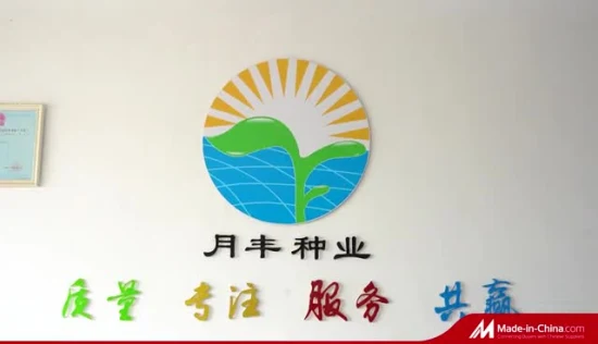 중국 공급업체 F1 고수익 Hybird 식물용 붉은 고추 고추 씨앗