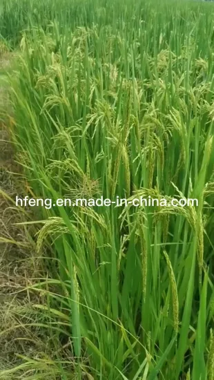 쌀 씨앗 - 두 줄 - 최고의 수확량