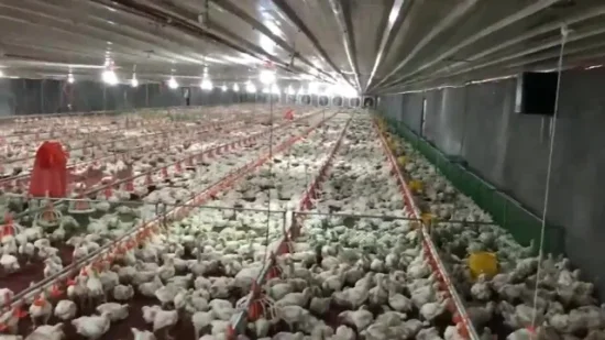 농업 농기계 육계 가금류 축사 닭 사료 농기계